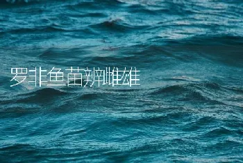 罗非鱼苗辨雌雄