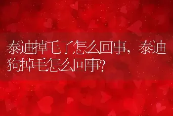 泰迪掉毛了怎么回事，泰迪狗掉毛怎么回事？