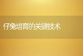 仔兔培育的关键技术