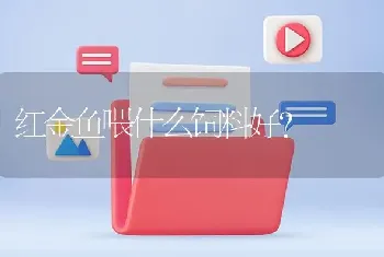 红金鱼喂什么饲料好？