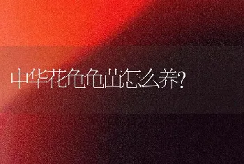 中华花龟龟苗怎么养？