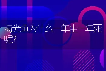 海光鱼为什么一年生一年死呢？