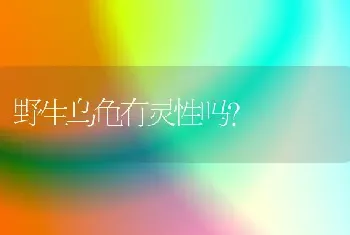 野生乌龟有灵性吗？