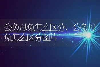 公兔母兔怎么区分，公兔母兔怎么区分图片