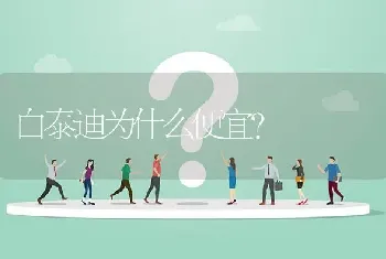 白泰迪为什么便宜？