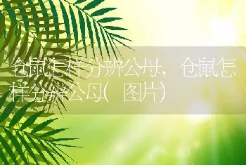 仓鼠怎样分辨公母，仓鼠怎样分辨公母(图片)