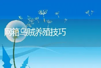 网箱乌贼养殖技巧