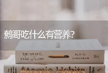 鹩哥吃什么有营养？