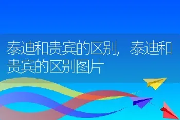 泰迪和贵宾的区别，泰迪和贵宾的区别图片