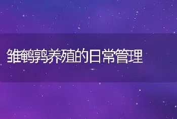 雏鹌鹑养殖的日常管理