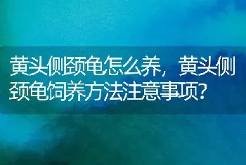 黄头侧颈龟怎么养，黄头侧颈龟饲养方法注意事项？