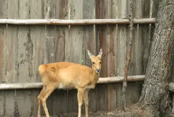 狍子的饲养环境及生活习性