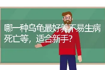 哪一种乌龟最好养不易生病死亡等，适合新手？