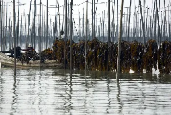 海带的养殖技术及防治