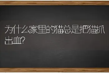 为什么家里的猫总是把猫抓出血？