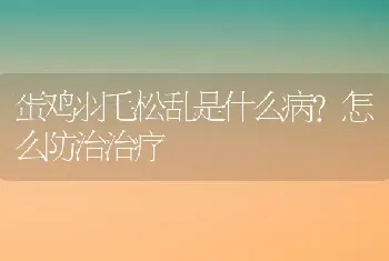 蛋鸡羽毛松乱是什么病？怎么防治治疗