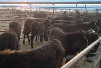 肉驴养殖基地驴舍高度