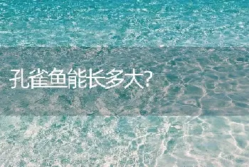 孔雀鱼能长多大？