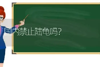 国内禁止陆龟吗？