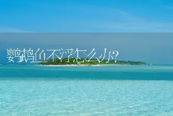 鹦鹉鱼不浮怎么办？