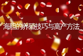 海胆的养殖技巧与高产方法