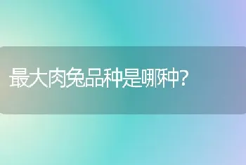 最大肉兔品种是哪种？