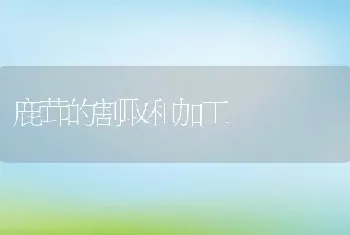 鹿茸的割取和加工