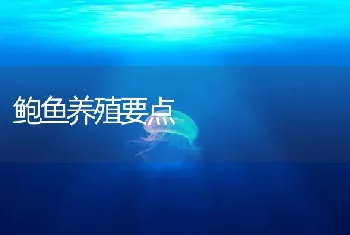 鲍鱼养殖要点