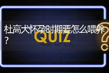 杜高犬怀孕时期要怎么喂养？