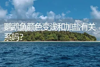 鹦鹉鱼颜色变浅和加盐有关系吗？