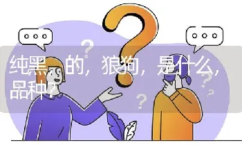 纯黑，的，狼狗，是什么，品种？