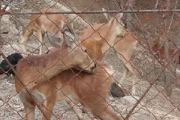 庭院养殖狍子经验