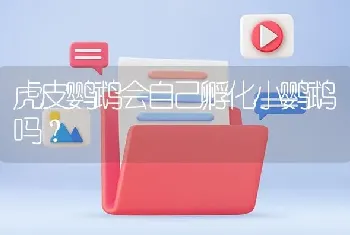 虎皮鹦鹉会自己孵化小鹦鹉吗？