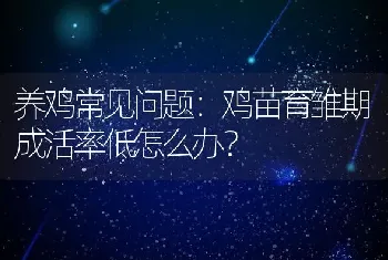 养鸡常见问题：鸡苗育雏期成活率低怎么办？