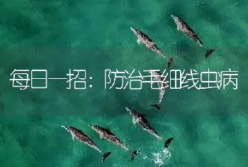 每日一招：防治毛细线虫病