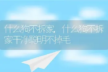 什么狗不拆家，什么狗不拆家干净聪明不掉毛