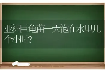 亚洲巨龟苗一天泡在水里几个小时？