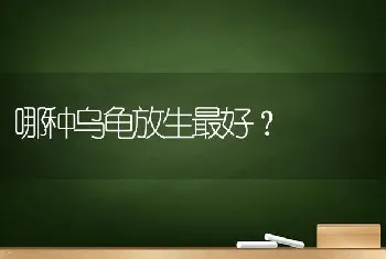 哪种乌龟放生最好？