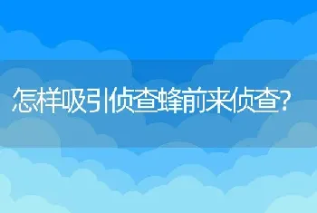 怎样吸引侦查蜂前来侦查？