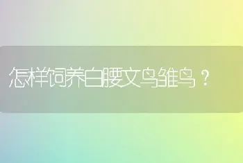 怎样饲养白腰文鸟雏鸟？