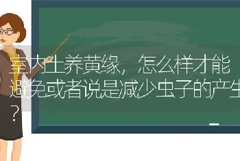 室内土养黄缘，怎么样才能避免或者说是减少虫子的产生？