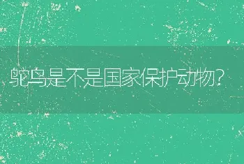 陆龟浮起来是什么原因？