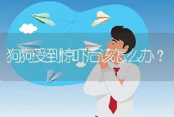 狗狗受到惊吓后该怎么办？