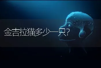 金吉拉猫多少一只？