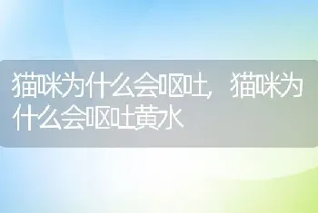 猫咪为什么会呕吐，猫咪为什么会呕吐黄水