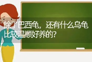 除了巴西龟，还有什么乌龟比较温顺好养的？