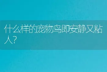 什么样的宠物鸟即安静又粘人？