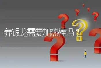 养银龙需要加热棒吗？