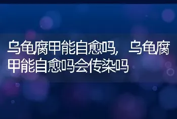 乌龟腐甲能自愈吗，乌龟腐甲能自愈吗会传染吗