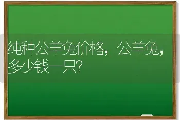 纯种公羊兔价格，公羊兔，多少钱一只？